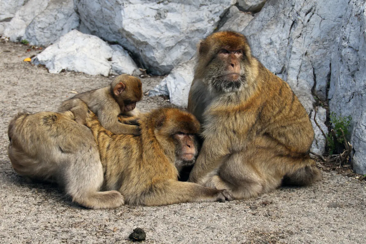 Excursión a Gibraltar y Tánger desde Sevilla