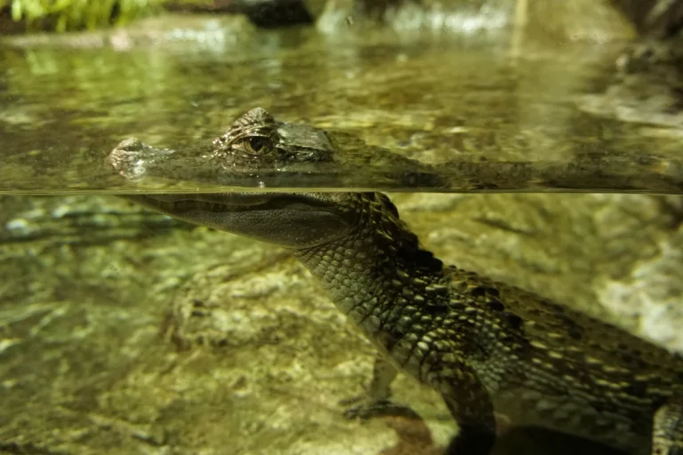 tickets para el Acuario de Sevilla 7 768x512