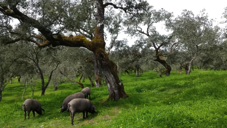 Tour a rio tinto desde sevilla 2 768x432