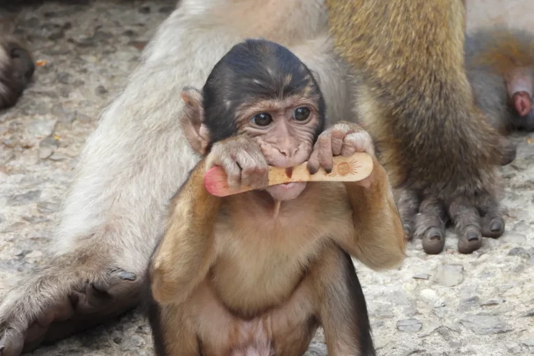 monito en gibraltar mordiendo palito helado visita guiada naturanda 1 copia 768x512